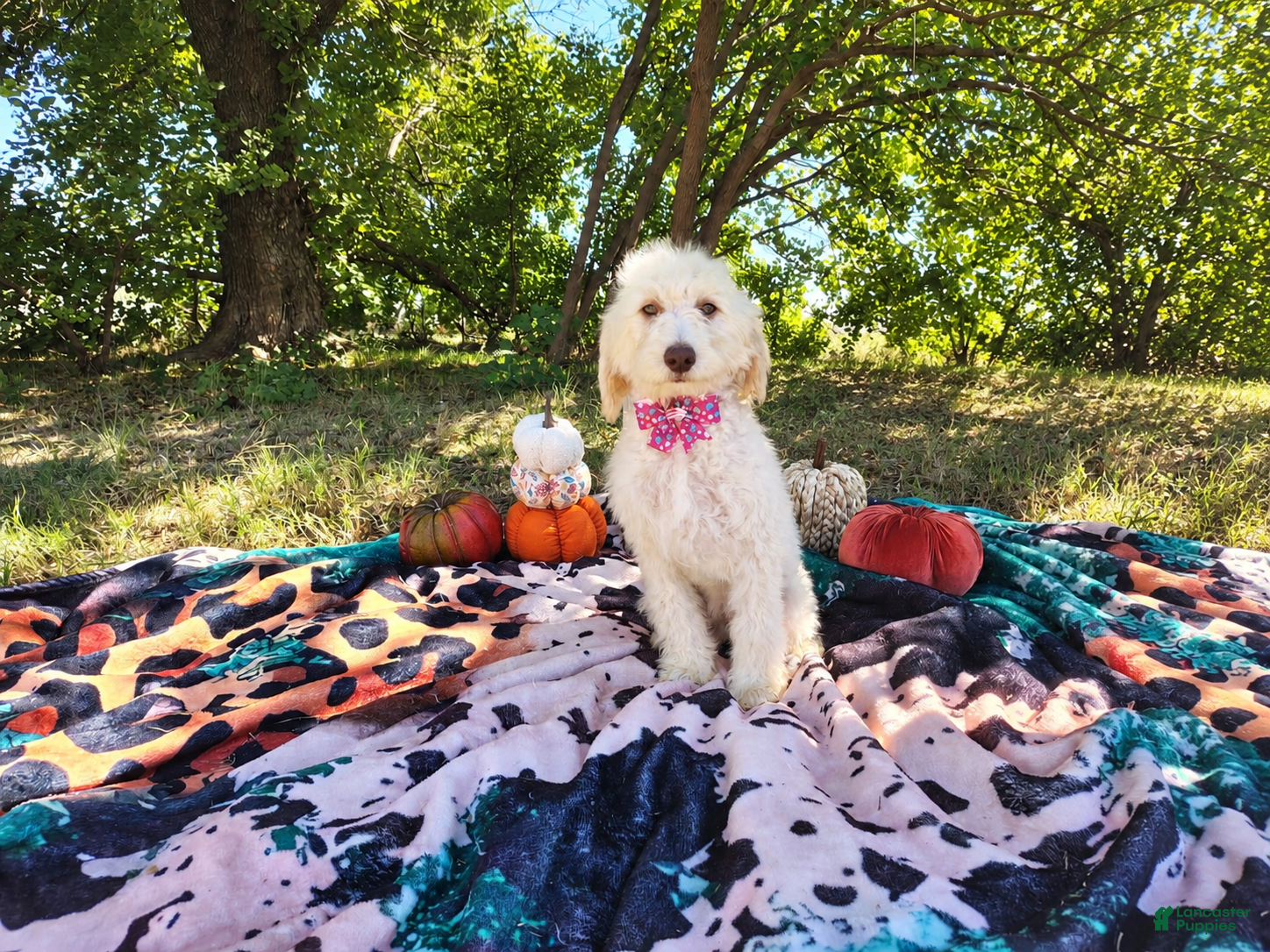 Mini Goldendoodle dogs Mini Goldendoodle 7 - Ad 1