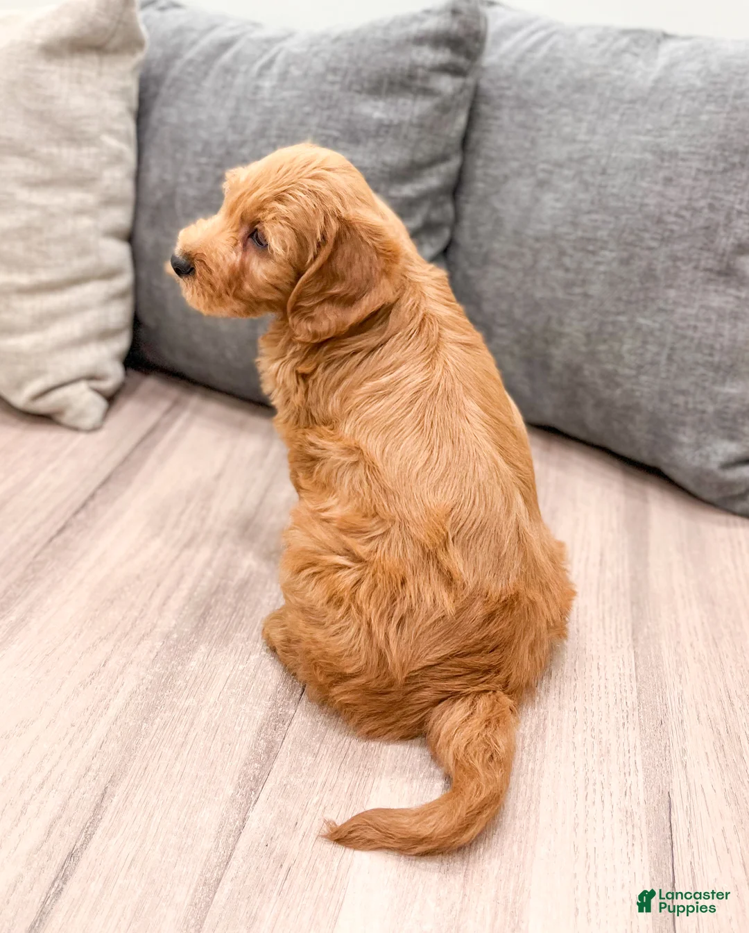 Labradoodle dogs for sale: Jasper - Ad 5