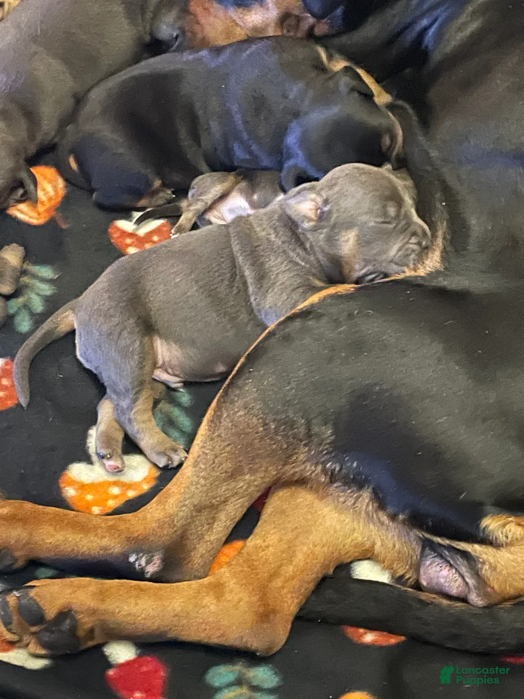 American Bully dogs for sale: American Bully Puppy 4 - Ad 12
