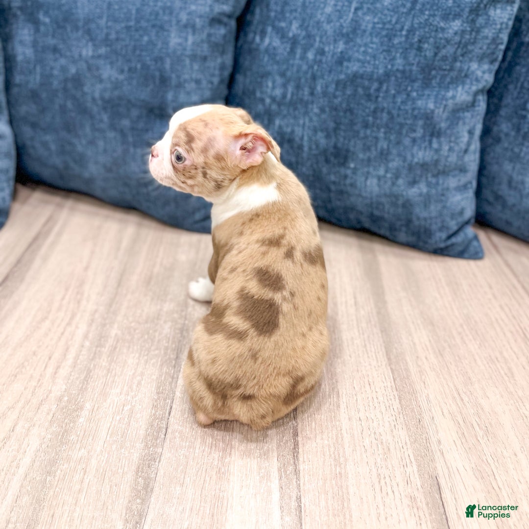 Boston Terrier dogs for sale: Asher - Ad 5