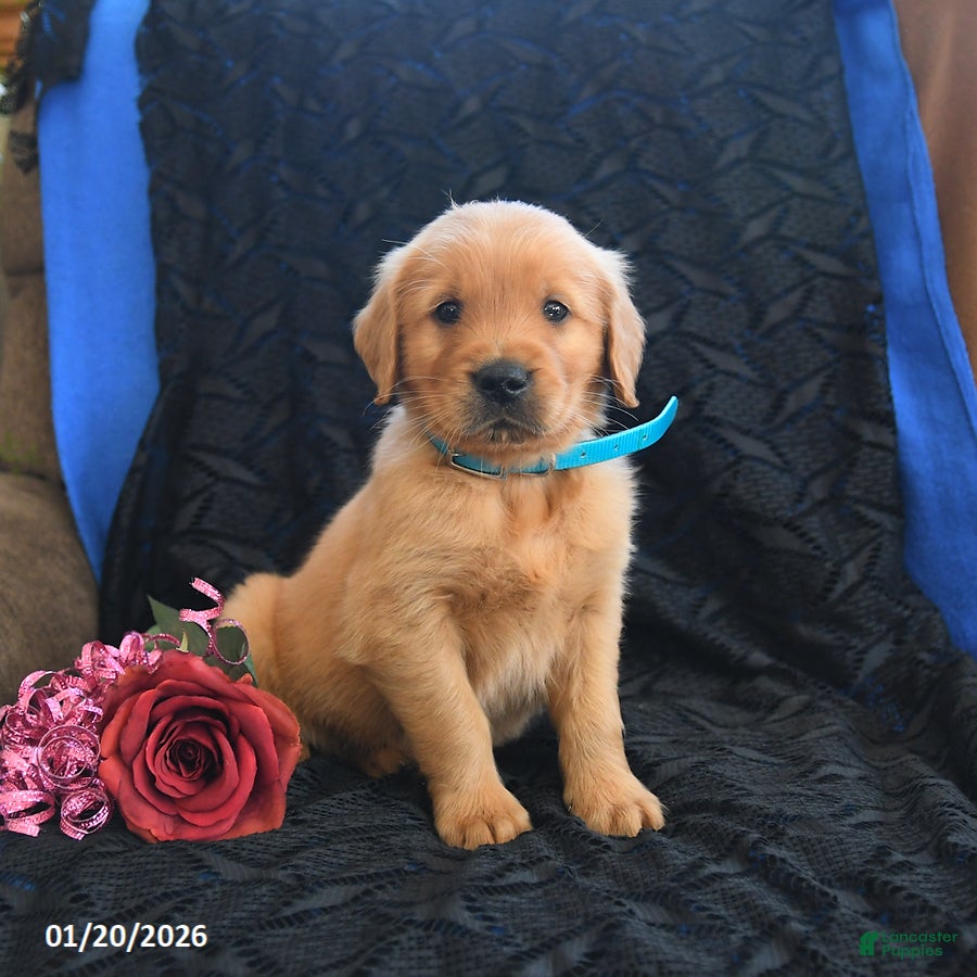 Golden Retriever dogs Joey - Ad 10