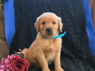 Golden Retriever dogs Joey - Ad 20