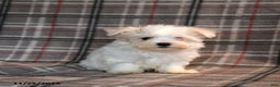 Maltese dogs for sale: Rupert - Ad 4