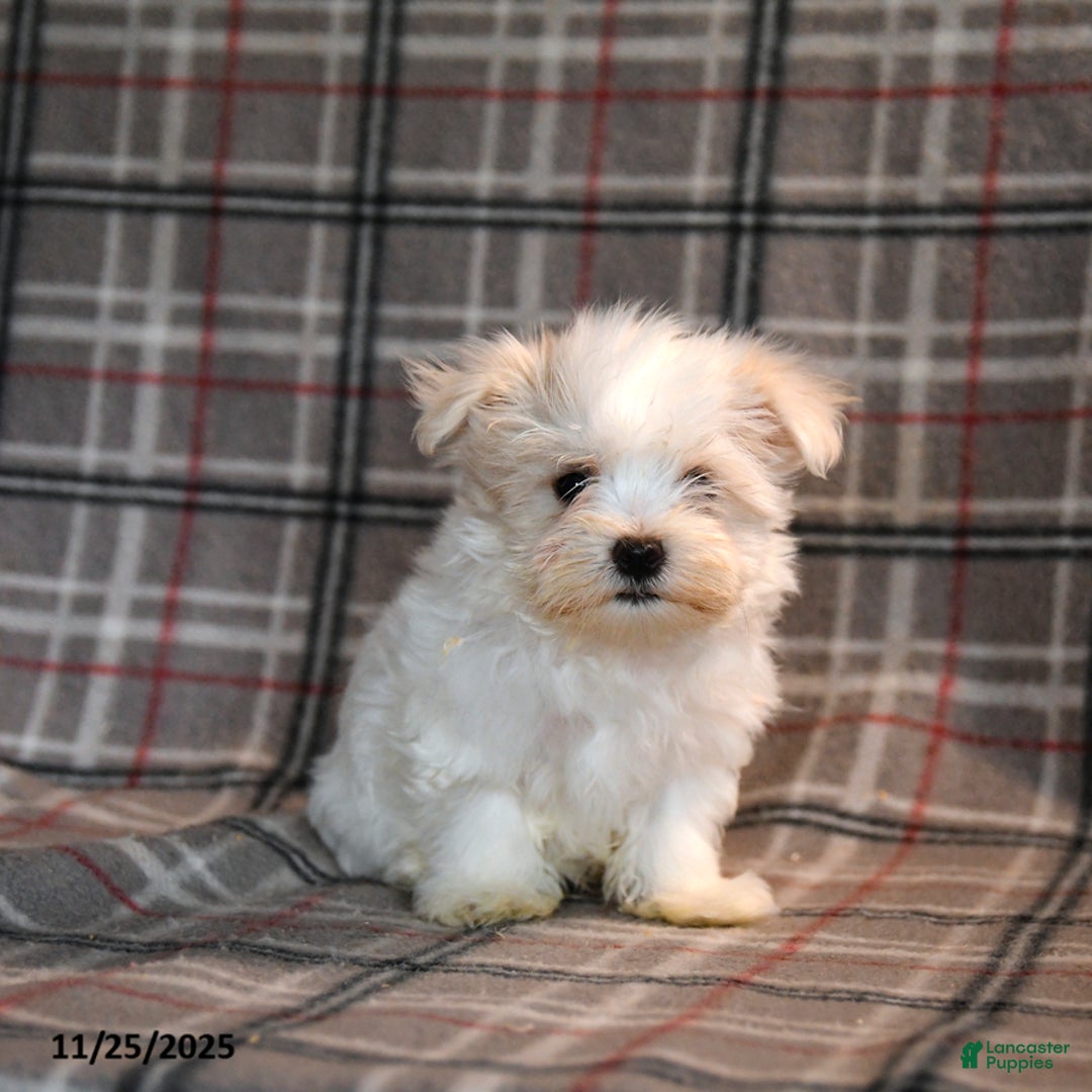 Maltese dogs for sale: Rupert - Ad 4
