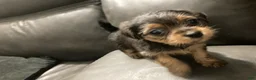 Mixed Breed dogs for sale: Unique - Ad 20