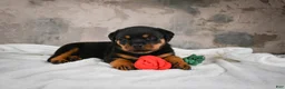 Rottweiler dogs for sale:  Callie 🌸 - Ad 7