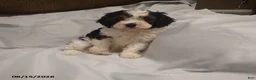 Cavapoo dogs for sale: Gus - Ad 3
