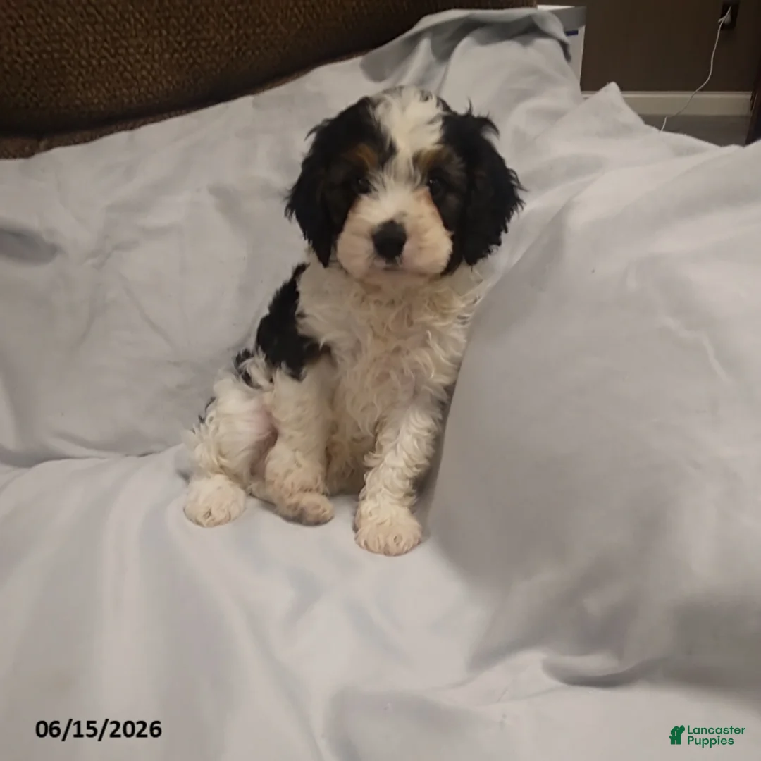 Cavapoo dogs for sale: Gus - Ad 3