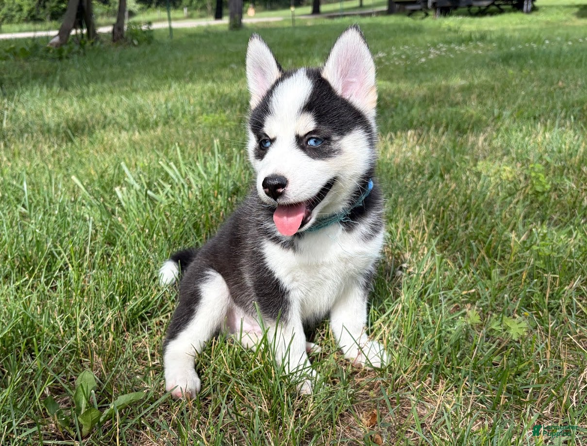 Pomsky dogs Clover - Ad 1