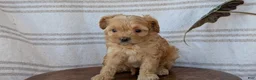 Cavapoo dogs for sale: Malia - Ad 4