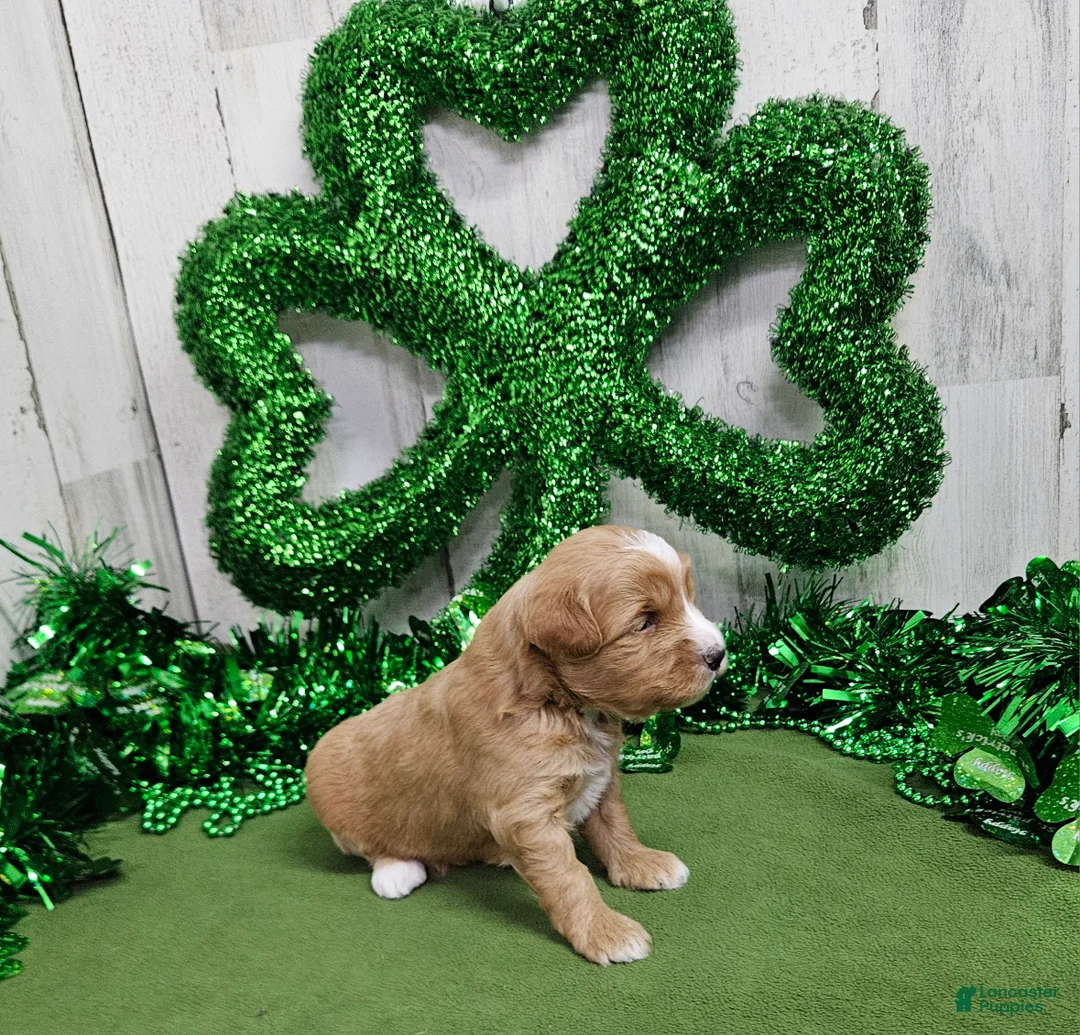 Mini Bernedoodle dogs for sale: F1b Megan - Ad 2