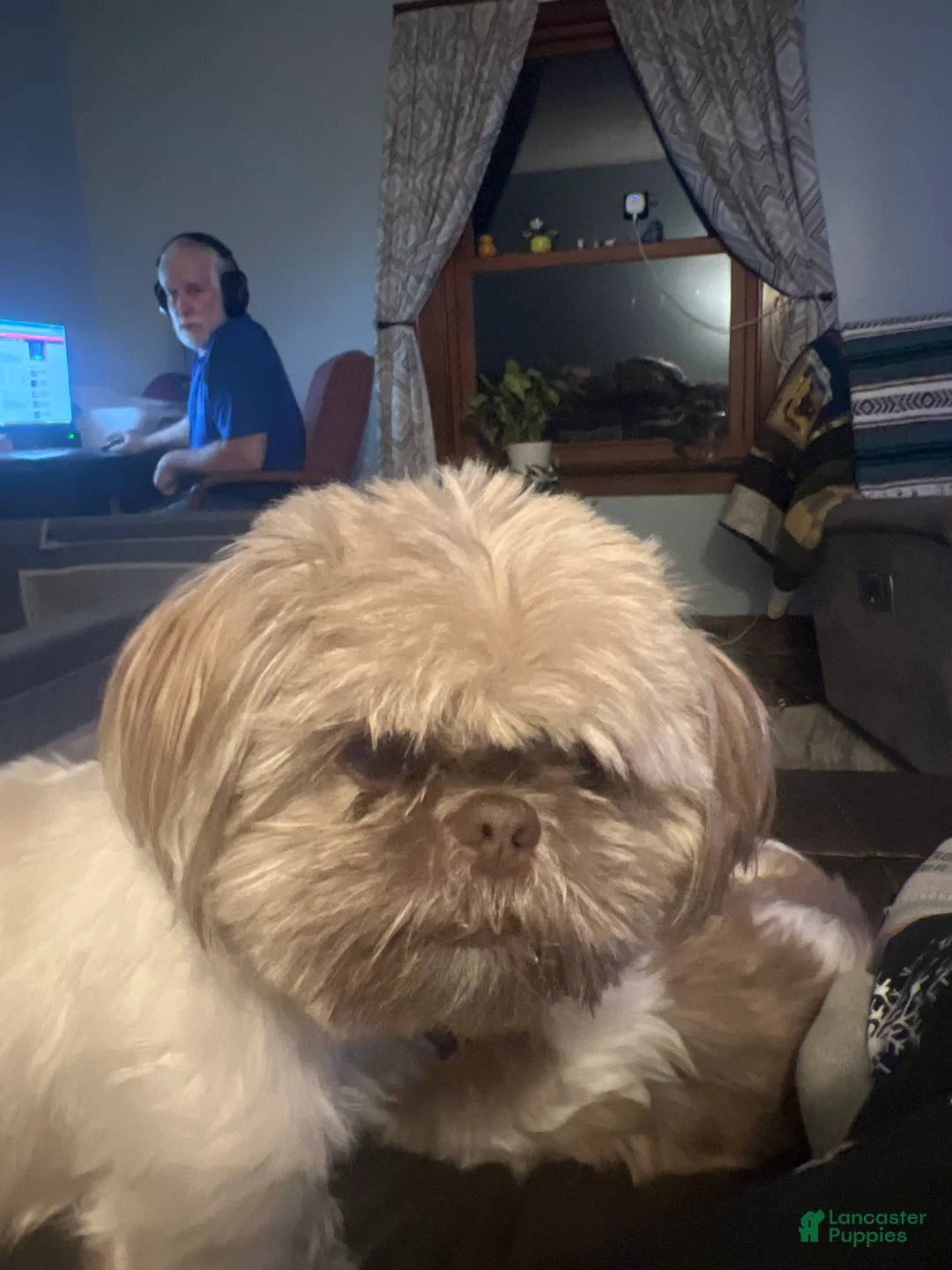 Shih Tzu dogs for sale: Shih Tzu Puppy 4 - Ad 2