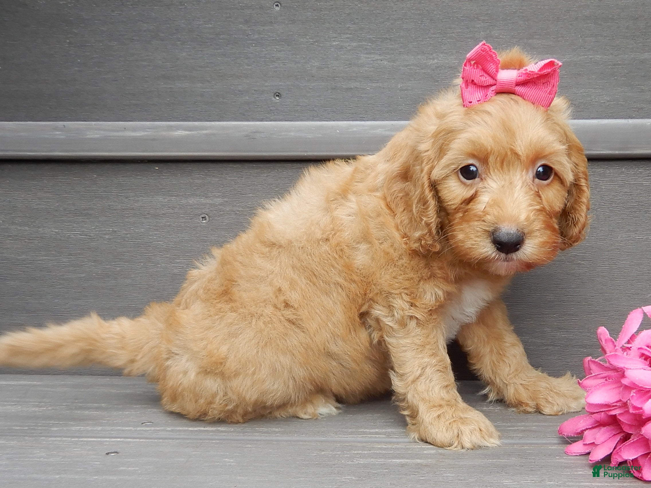 Mini Goldendoodle dogs Laci - Ad 2