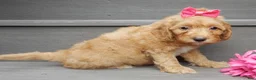 Mini Goldendoodle dogs for sale: Laci - Ad 2