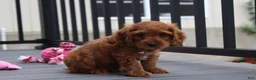 Cockapoo dogs for sale: Lily - Ad 3