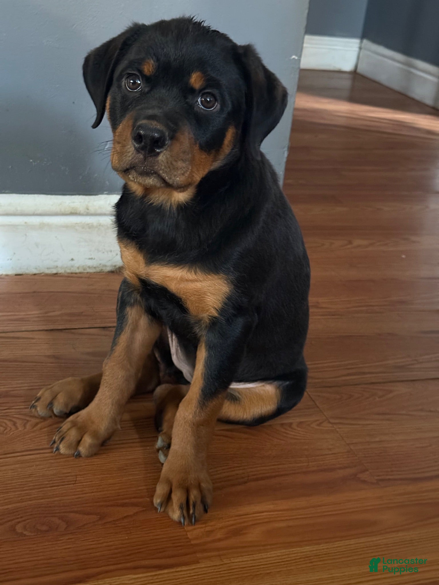 Rottweiler dogs Female 1 - Ad 2
