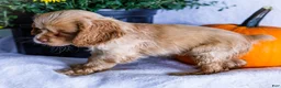 Cocker Spaniel dogs for sale: Daisy - Ad 7