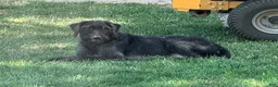 Mixed Breed dogs for sale: Rusty - Ad 2