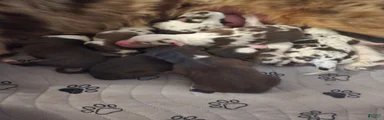 Australian Shepherd 2