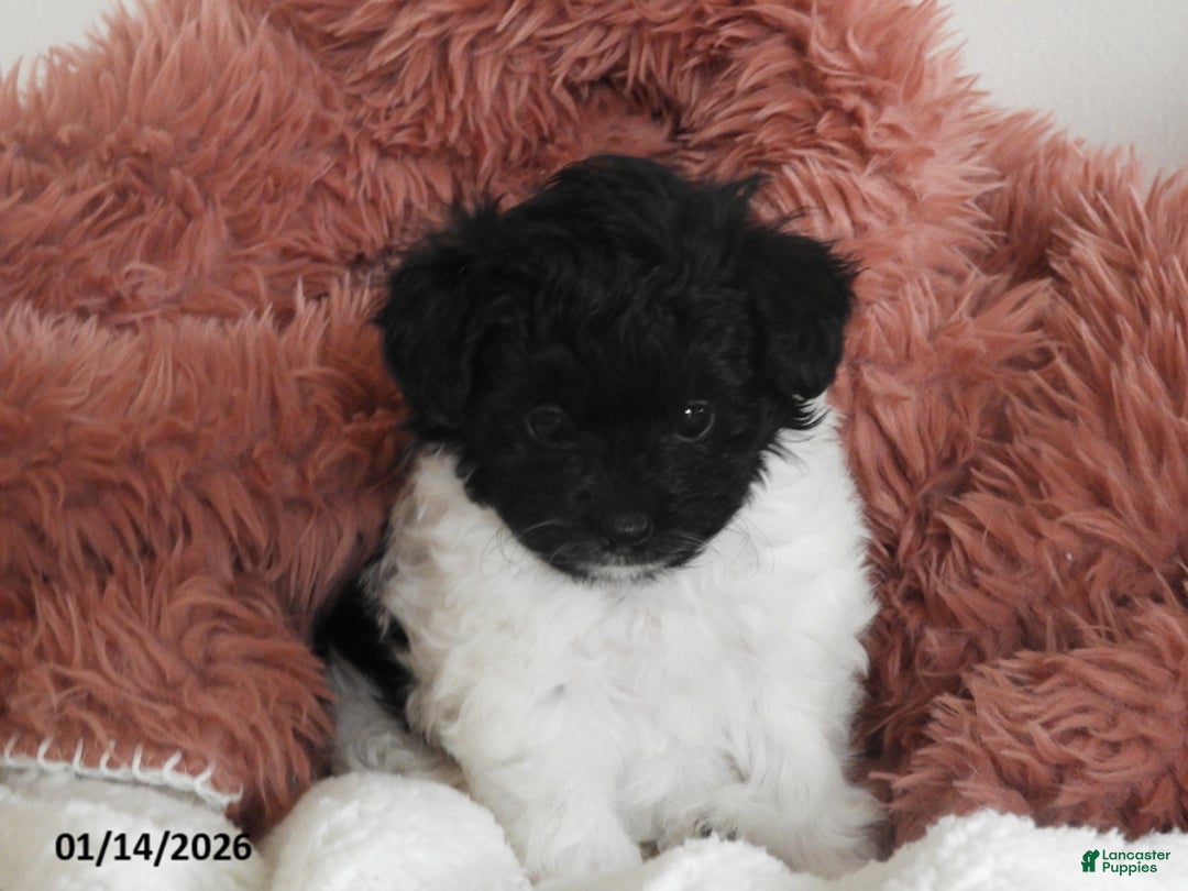 Pomapoo dogs for sale: Kinsey - Ad 3