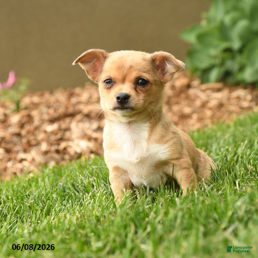 Chihuahua dogs Marlene - Ad 1