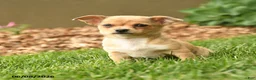 Chihuahua dogs for sale: Marlene - Ad 1
