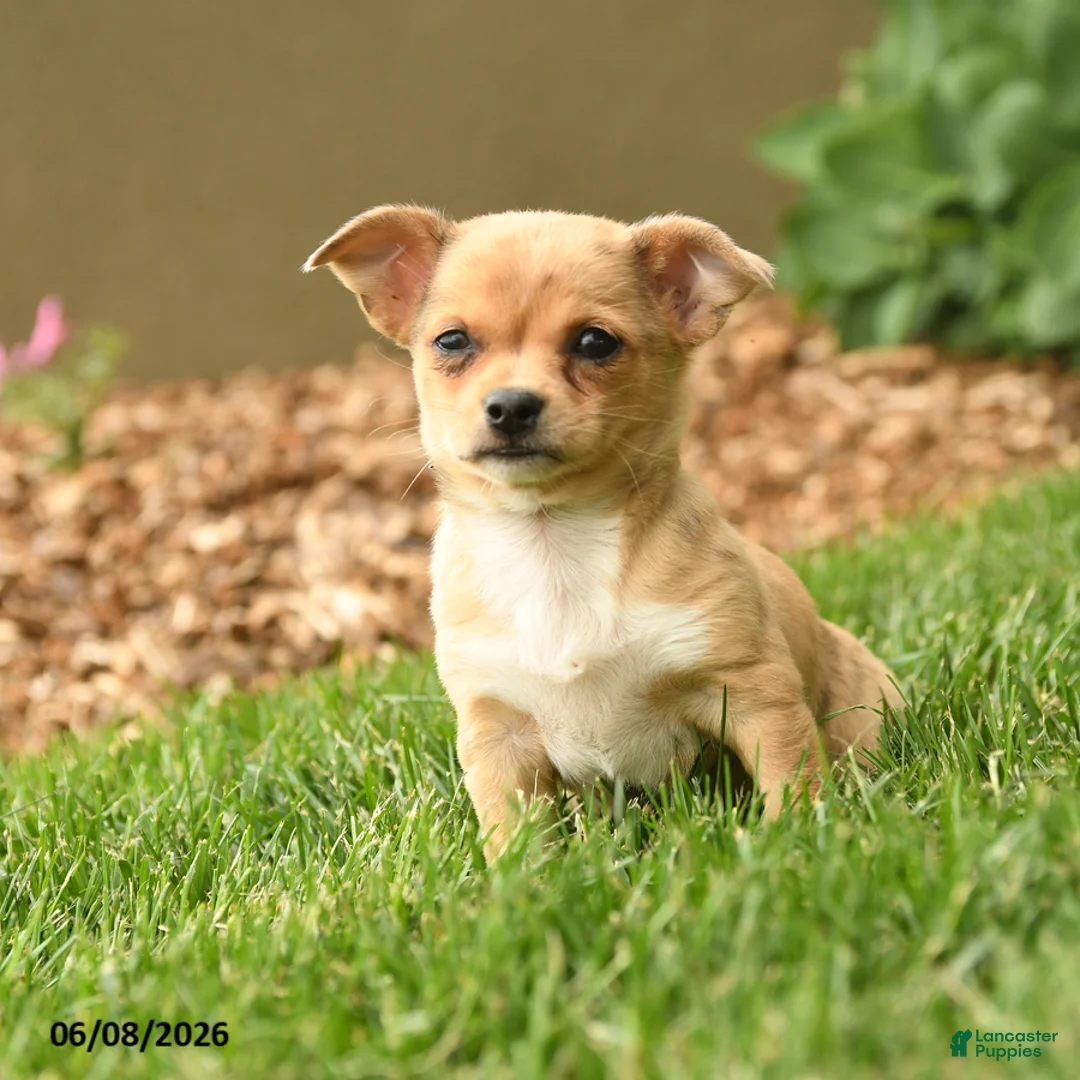 Chihuahua dogs for sale: Marlene - Ad 1