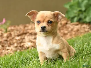 Chihuahua dogs for sale: Marlene - Ad 3