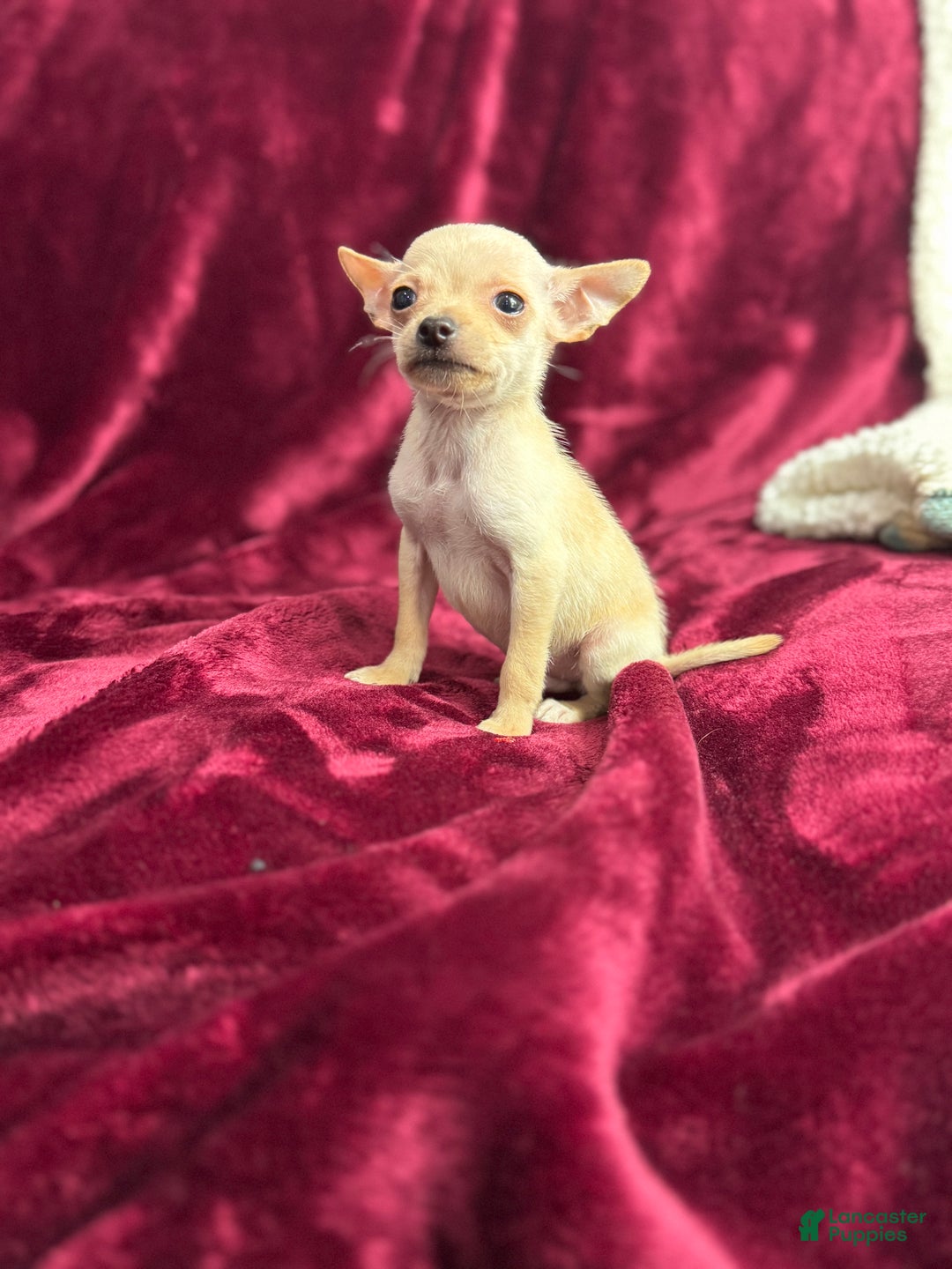 Chihuahua dogs for sale: Chucky - Ad 2