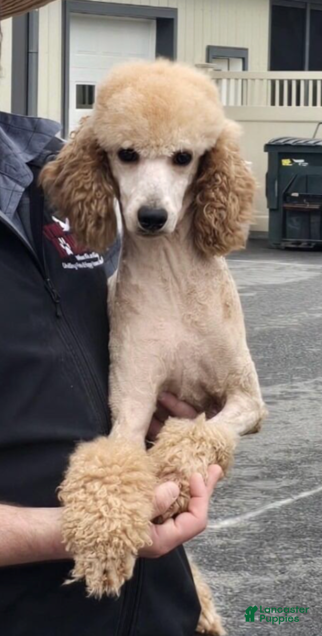 Mini Goldendoodle dogs for sale: Vinny - Ad 4