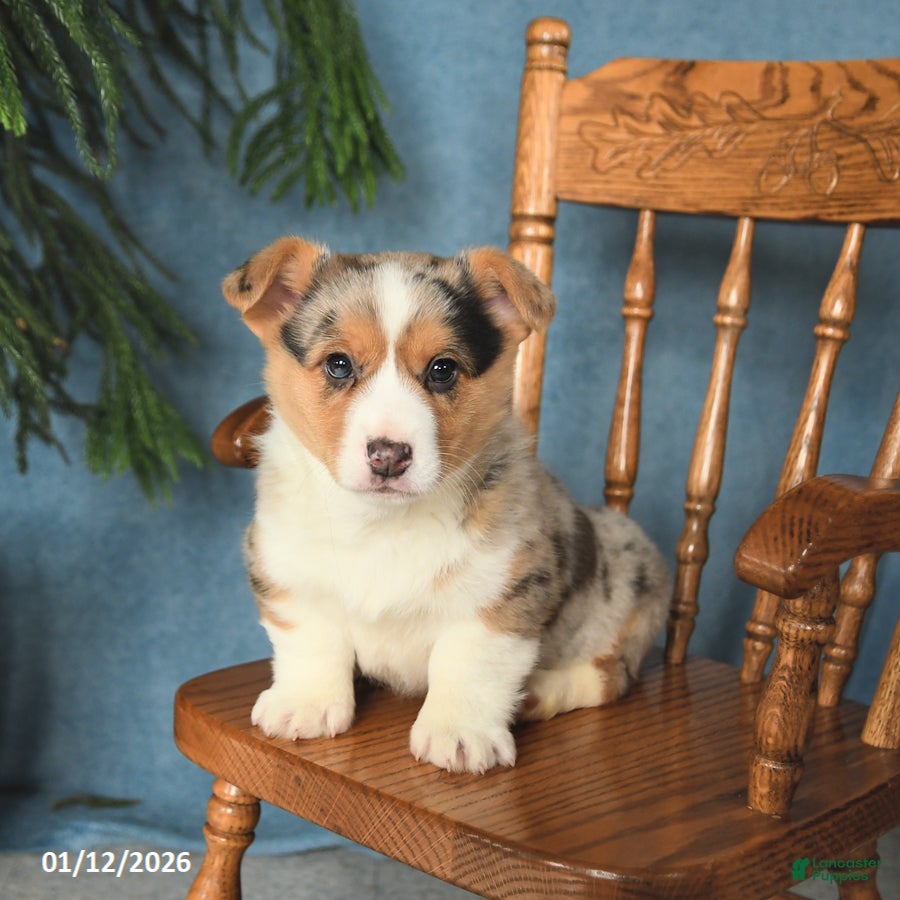 Welsh Corgi Pembroke dogs Jack  - Ad 21