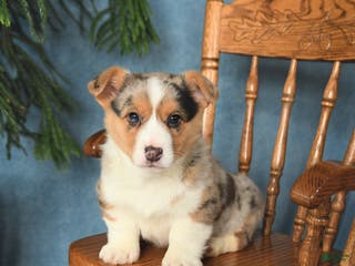 Welsh Corgi Pembroke dogs for sale: Jack - Ad 1
