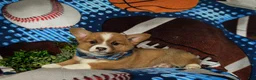 Welsh Corgi Pembroke dogs for sale: Lowell AKC Registered - Ad 7