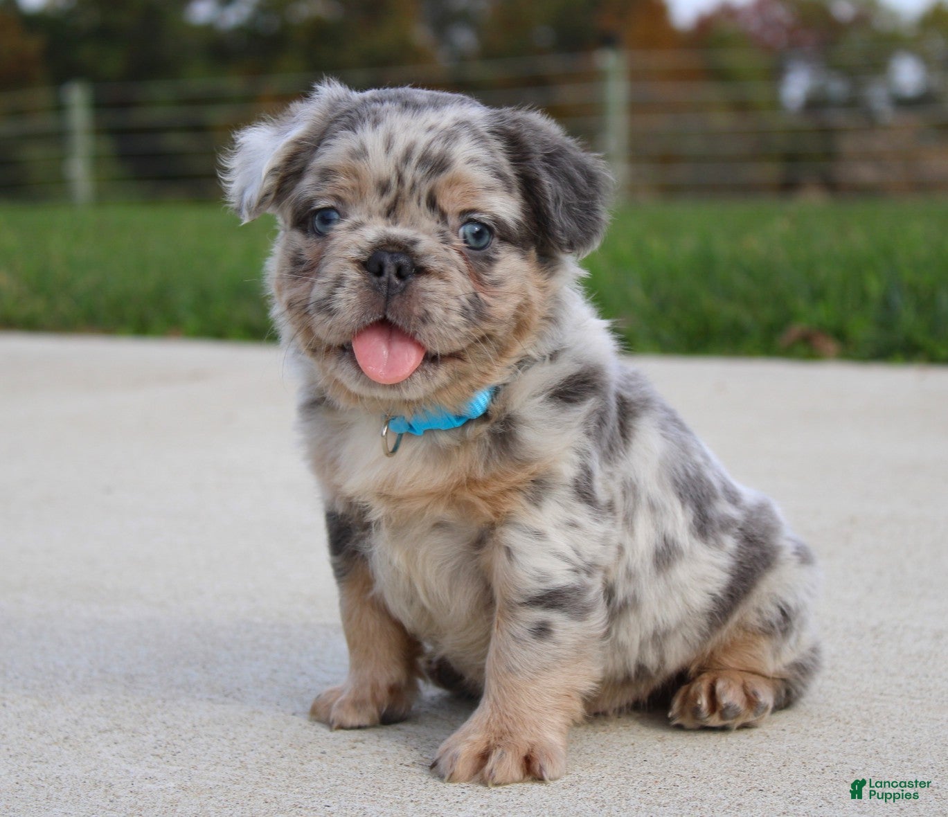 French Bulldog dogs for sale: Boe - Ad 1