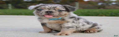 Boe
