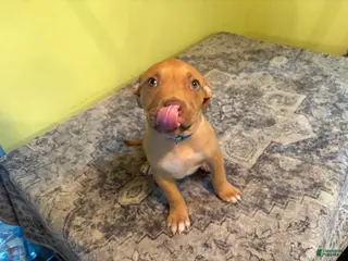 American Pit Bull Terrier dogs American Pit Bull Terrier 1 - Ad 5