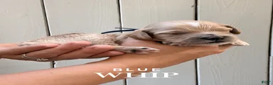 "Whip" Cockapoo