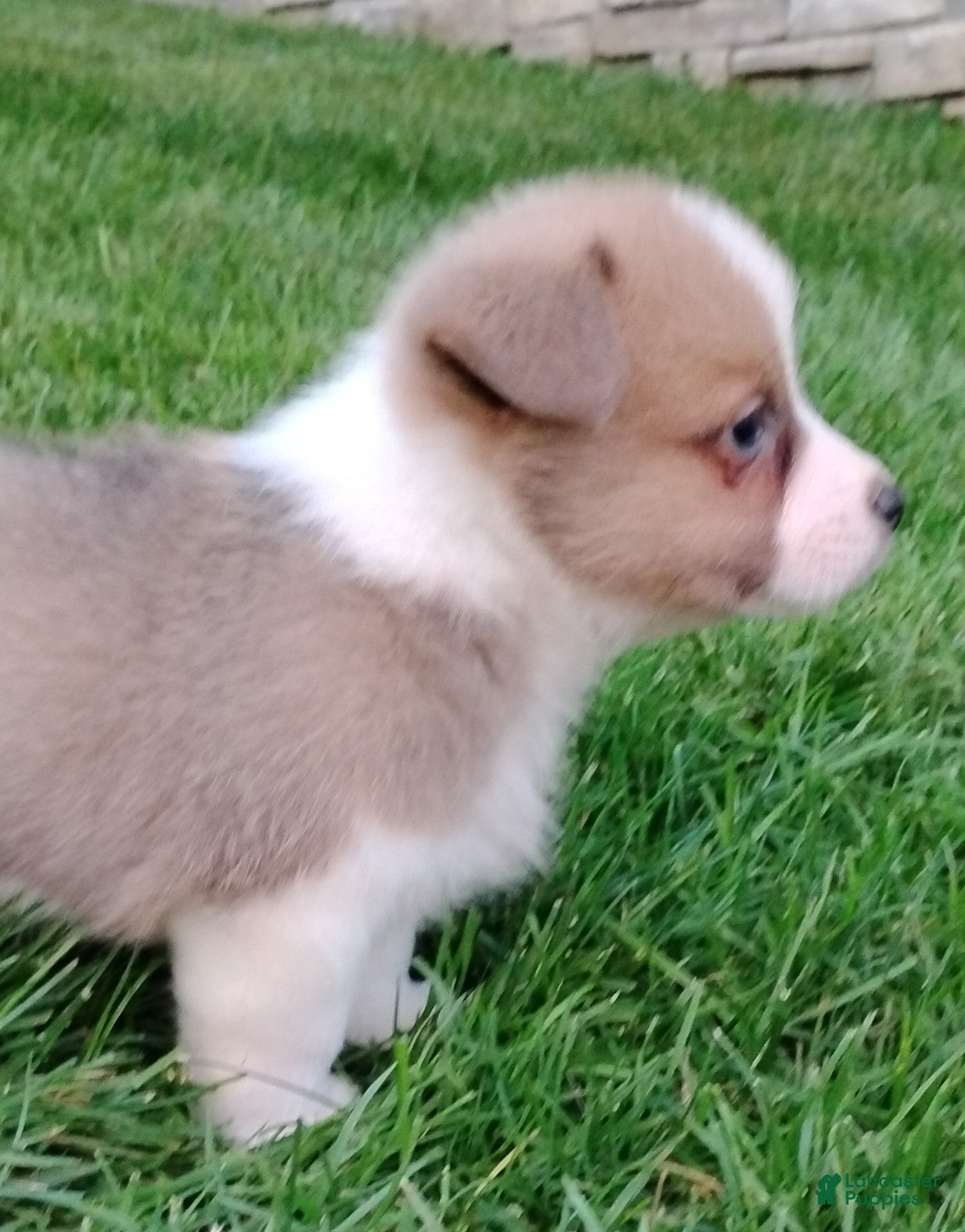 Welsh Corgi Pembroke dogs Welsh Corgi Pembroke 5 - Ad 2