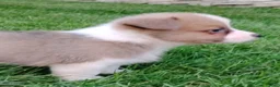 Welsh Corgi Pembroke dogs for sale: Welsh Corgi Pembroke 5 - Ad 2