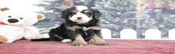 Mini Bernedoodle dogs for sale: Tucker - Ad 2