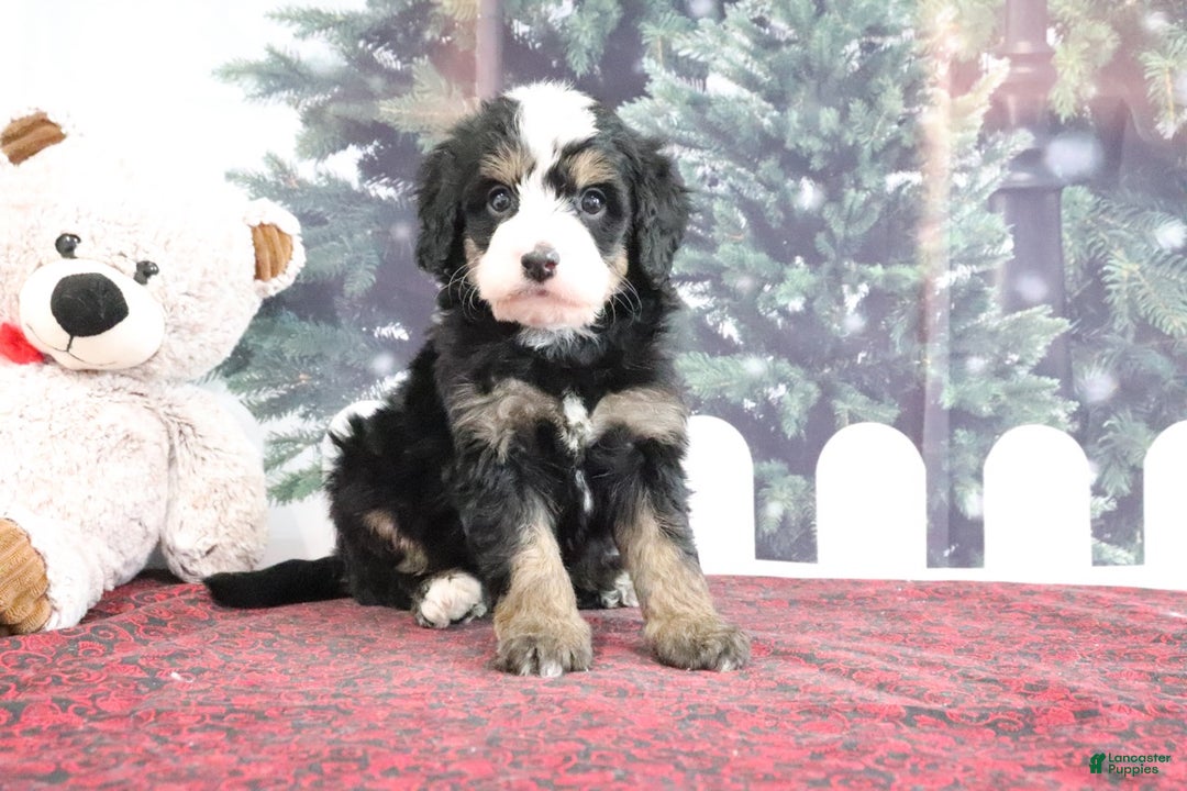Mini Bernedoodle dogs for sale: Tucker - Ad 2