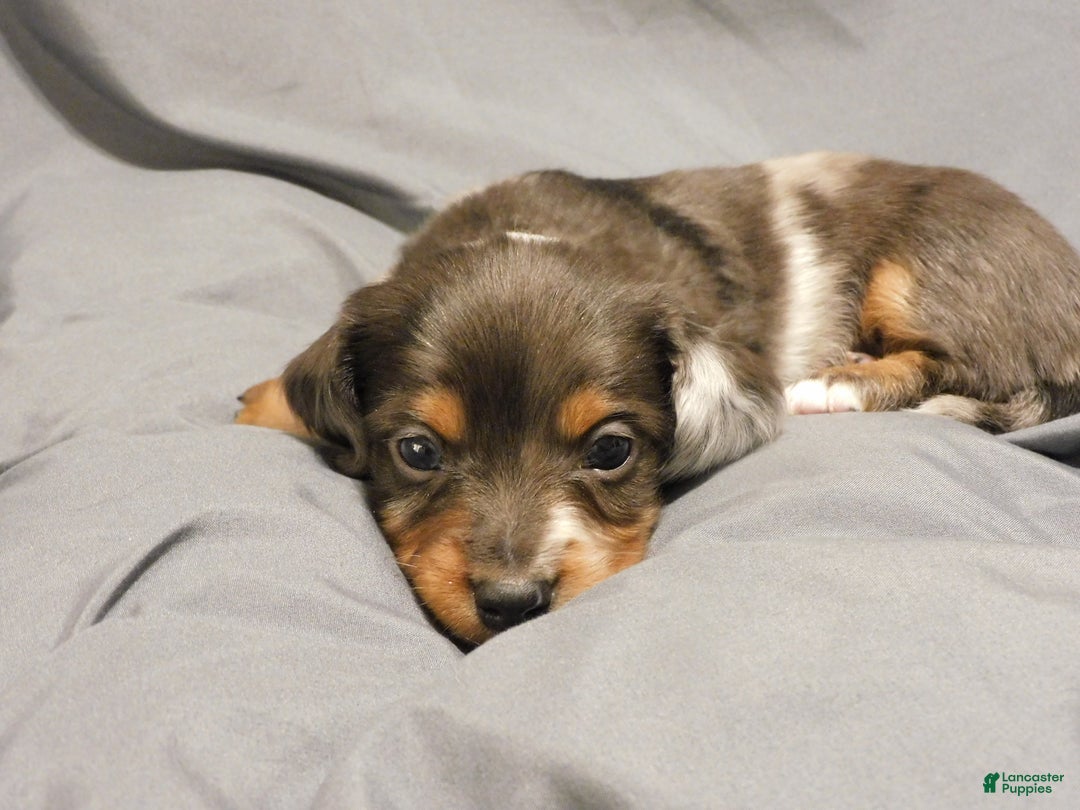 Miniature Dachshund dogs for sale: LMA's ChampionDoxie Snoop Dogg - Ad 47