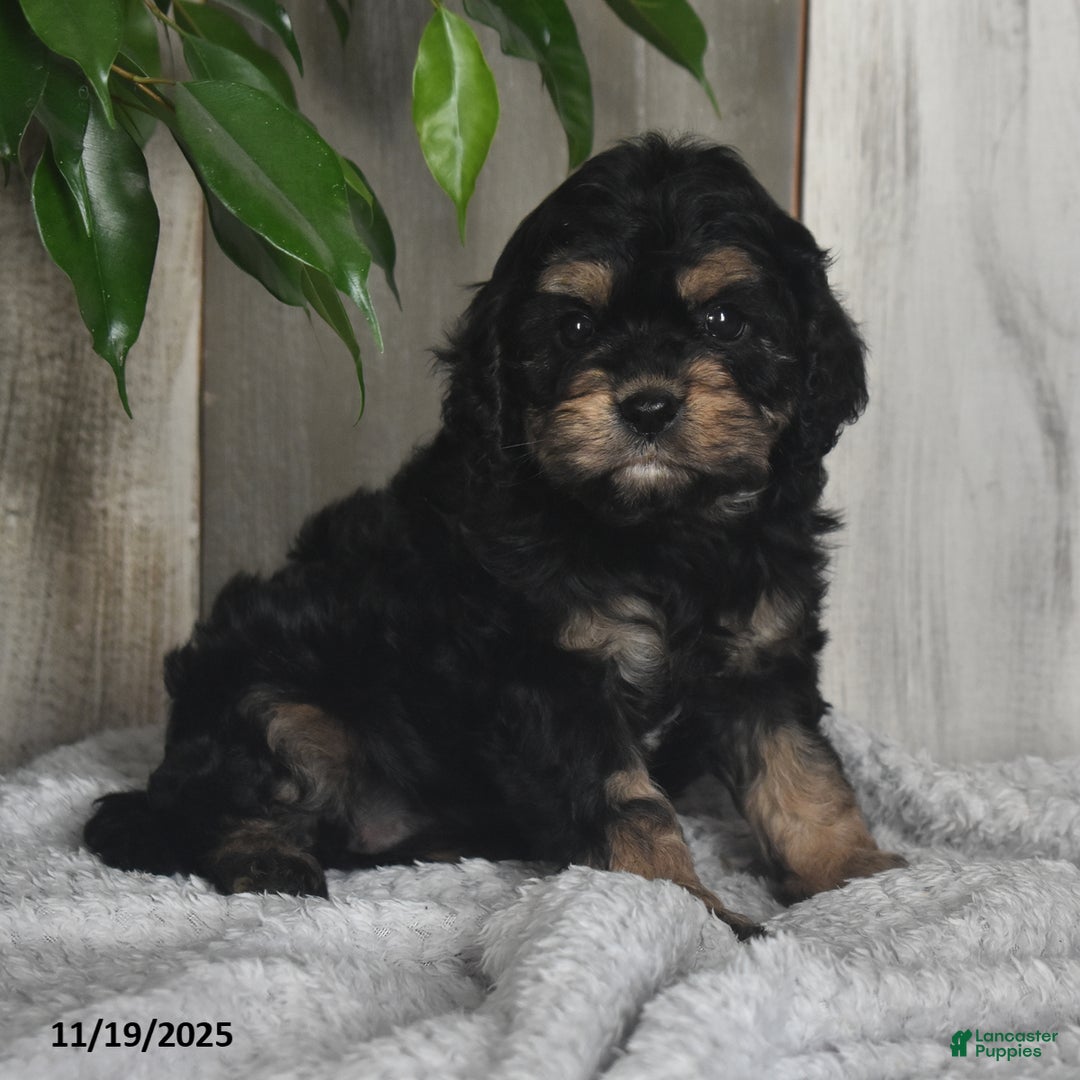 Cavapoo dogs for sale: Jacky - Ad 3