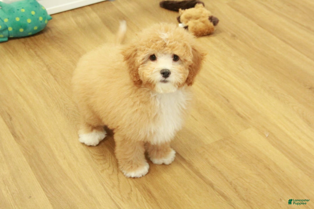 Gallery Image {{count}}