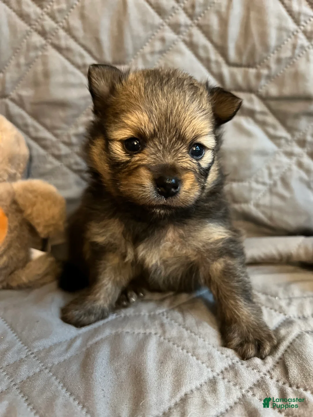 Gallery Image {{count}}