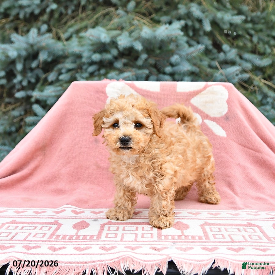 Maltipoo dogs Rocky - Ad 2