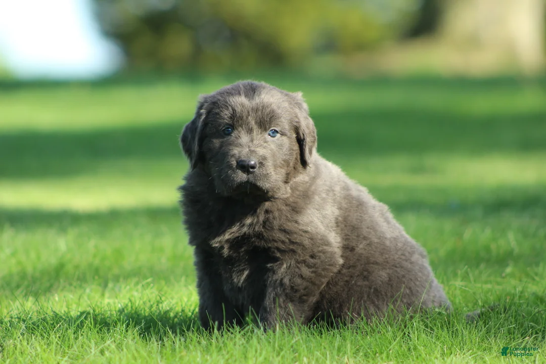Newfoundland dogs for sale: Molly - Ad 1