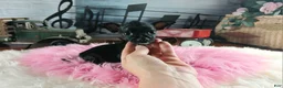 Chihuahua dogs for sale: Vanillas black girl. Hand Delivery  - Ad 3