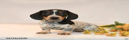 Miniature Dachshund dogs for sale: Oreo - Ad 3