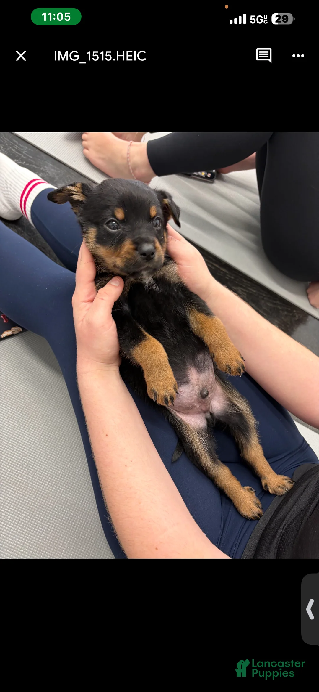 Rottweiler dogs for sale: Rottweiler Puppy 1 - Ad 8